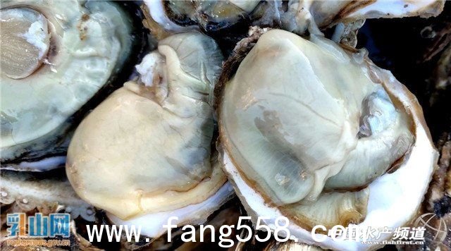 山东威海乳山牡蛎 “蚝”门盛宴