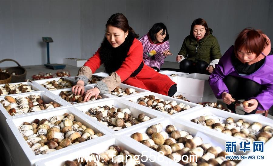 陕西西乡：食用菌种植促增收